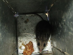 Peromyscus melanotis