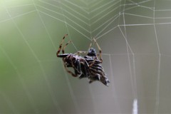 Micrathena gracilis