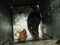 Peromyscus melanotis