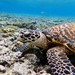 Pacific Hawksbill Sea Turtle - Photo (c) Peter, some rights reserved (CC BY-NC), uploaded by Peter