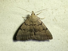 Zanclognatha dentata