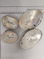 Glebula rotundata