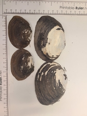 Glebula rotundata
