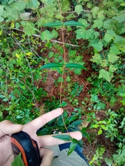 Thyrsanthella difformis
