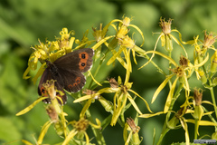 Erebia euryale