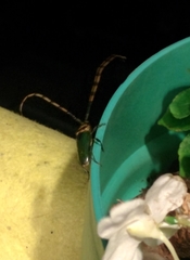 Retrachydes thoracicus