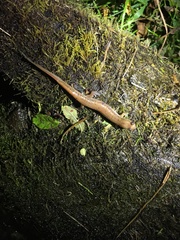 Desmognathus planiceps