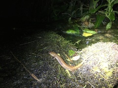 Desmognathus planiceps