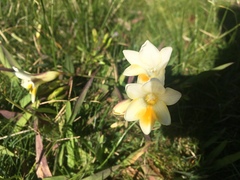 Freesia leichtlinii