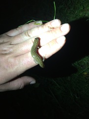 Desmognathus planiceps