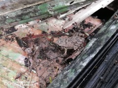 Craugastor polyptychus