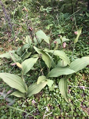 Cypripedium parviflorum