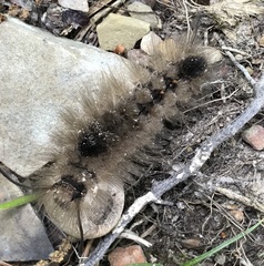 Dasychira obliquata