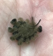 Dasychira obliquata