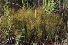 Juncus brachycephalus