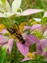 Myzinum carolinianum