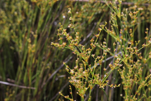 Image of Juncus brachycephalus by (c) Quinten Wiegersma, some rights reserved (CC BY)