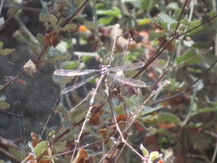 Archilestes