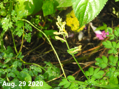 Corydalis pauciovulata