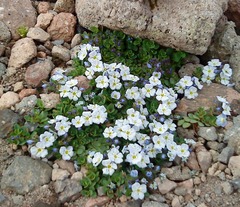 Veronica telephiifolia glareosa