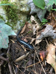 Plethodon glutinosus
