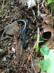 Plethodon glutinosus