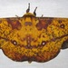 Eacles barnesi - Photo (c) Rich Hoyer, alguns direitos reservados (CC BY-NC-SA), uploaded by Rich Hoyer