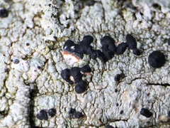 Mycoblastus sanguinarioides