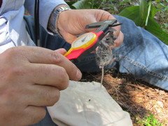 Peromyscus melanotis