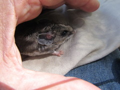 Peromyscus melanotis