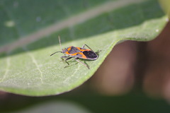 Lygaeus kalmii angustomarginatus