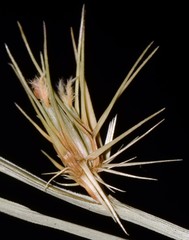 Cenchrus gracillimus