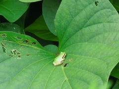 Hyla japonica