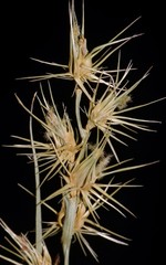 Cenchrus gracillimus