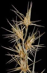 Cenchrus gracillimus