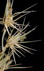 Cenchrus gracillimus