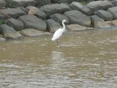Egretta garzetta