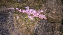 Hemidactylus depressus