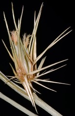 Cenchrus gracillimus