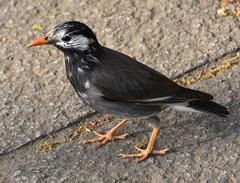 Spodiopsar cineraceus