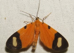 Eudule pulchricolora