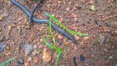 Rhinophis melanogaster