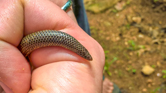 Rhinophis melanogaster