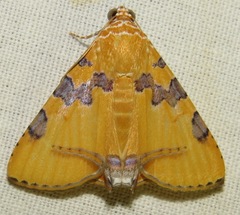Eulepidotis hermura