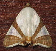 Eulepidotis rectimargo