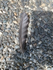 Corvus macrorhynchos