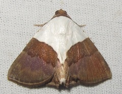 Eulepidotis ornata
