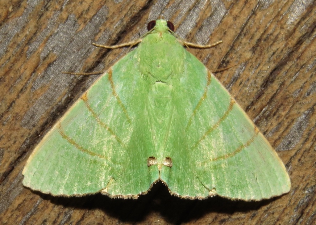 Eulepidotis viridissima