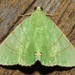 Eulepidotis viridissima - Photo (c) Rich Hoyer, some rights reserved (CC BY-NC-SA), uploaded by Rich Hoyer