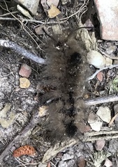Dasychira obliquata